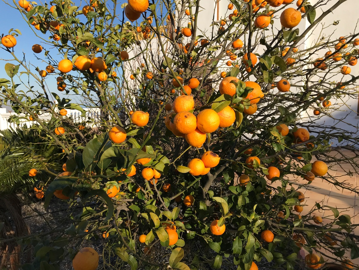 Citrus tree in the villa garden